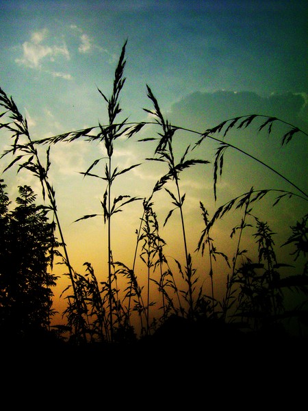 Wild Grass 2