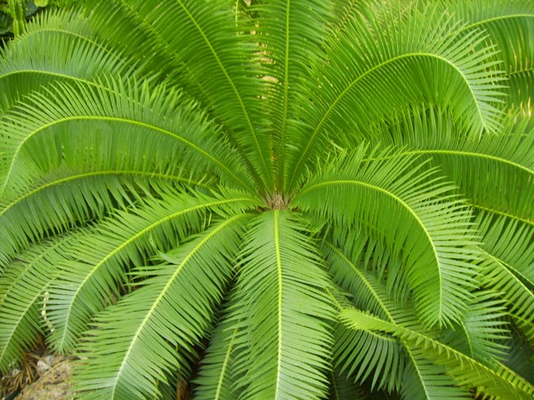 Big Fern