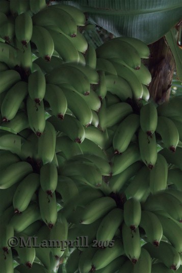 green bananas