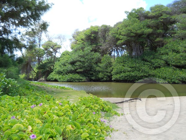 Hukilau Stream