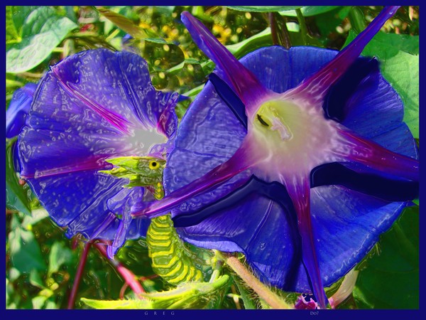Morning Gloried