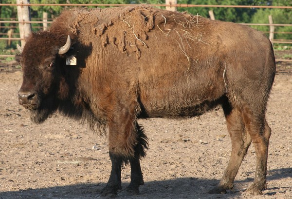 Buffalo
