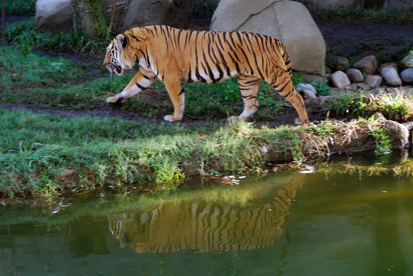 Tiger Reflection