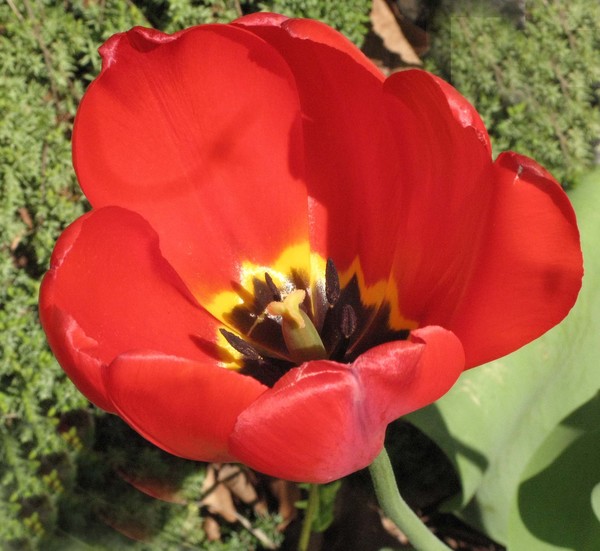 RED TULIP