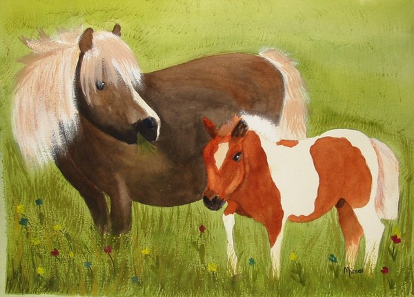 Shetlands