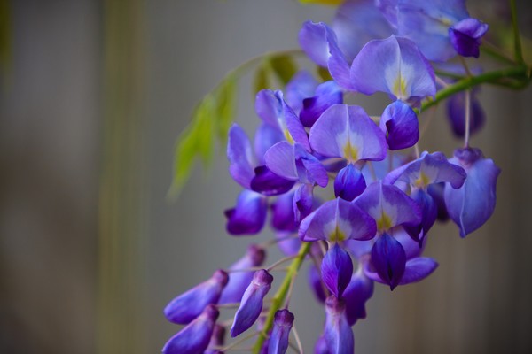 Flowering Wisteria