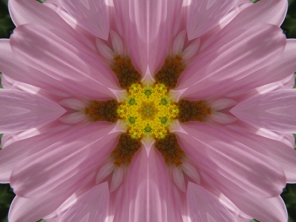 Pink Daisy