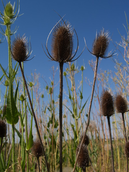 color thistles