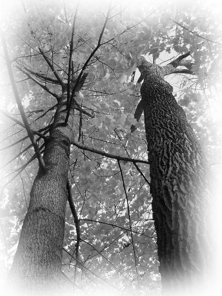 Two Trees