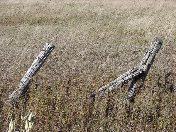 Falling Fence