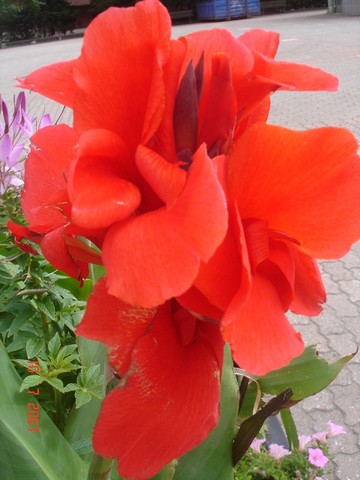 -red florals series 2008