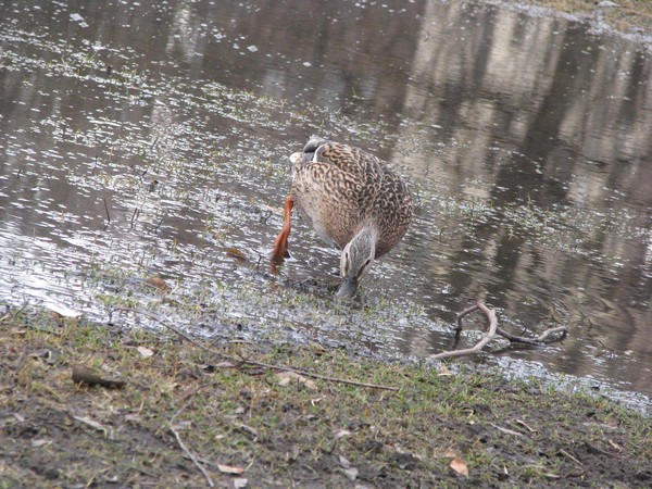 Duck series/city/