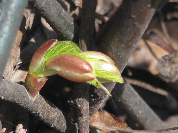 pure growth