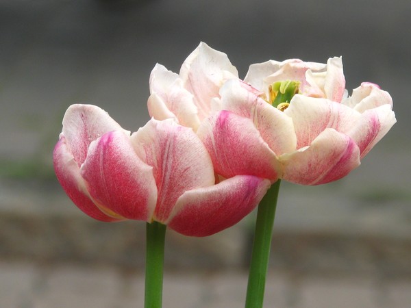 touch of...tulip series