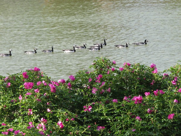 summer Helsinki-city birds swimming