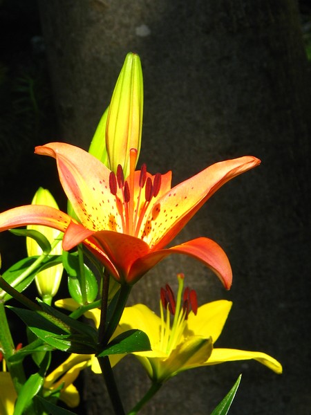 Yellow/orange florals