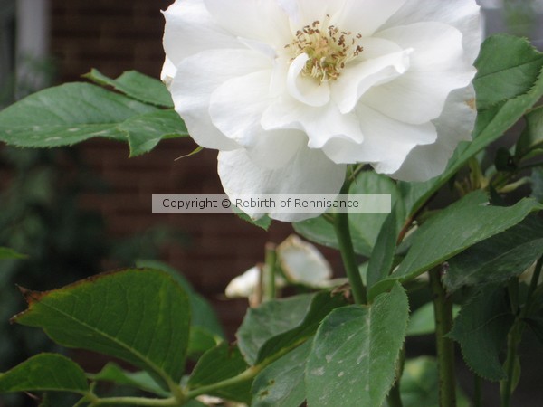 white rose