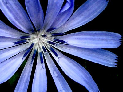 Blue Chicory Wildflower Water Color Effect