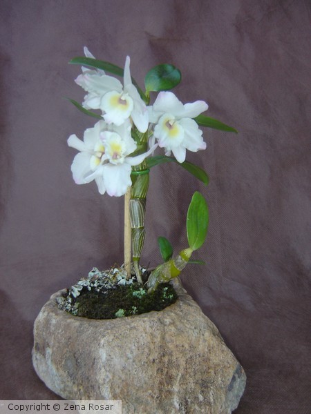 pedra viva 49