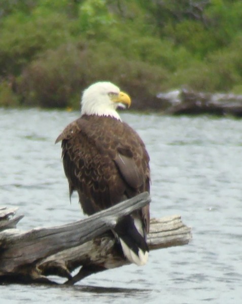 Eagle3