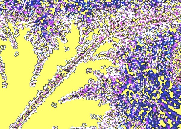 Blossom