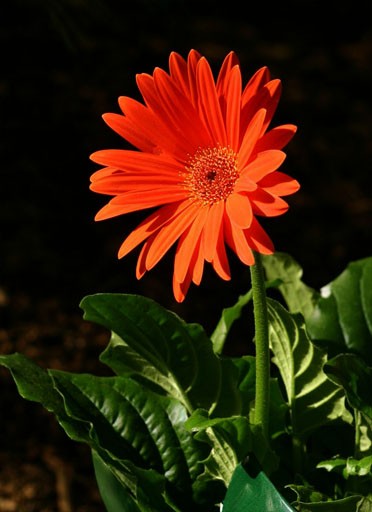 Orange Gerbera Daisy