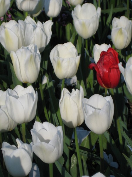 a lonely tulip