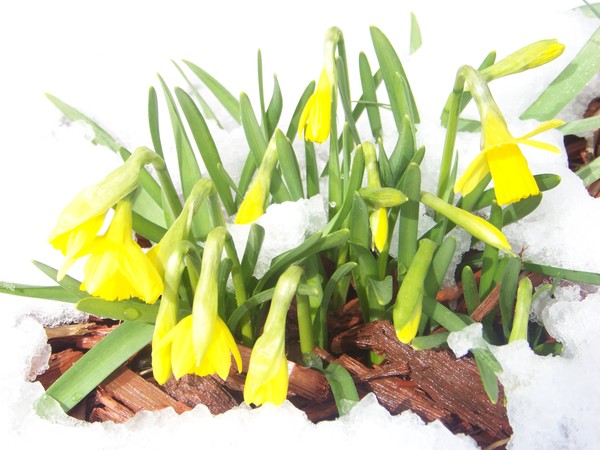 Daffodils In The Snow