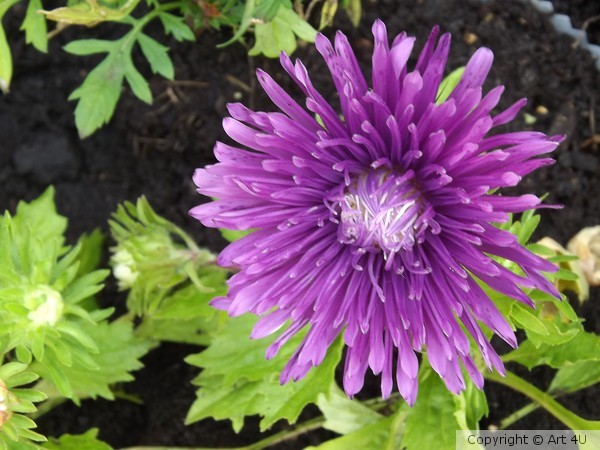 Firework.Aster