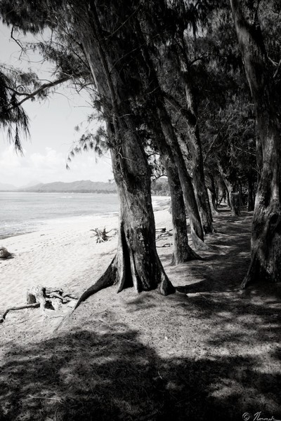 Forest by the Beach