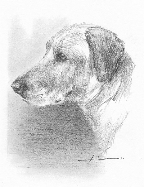 yellow lab pencil portrait