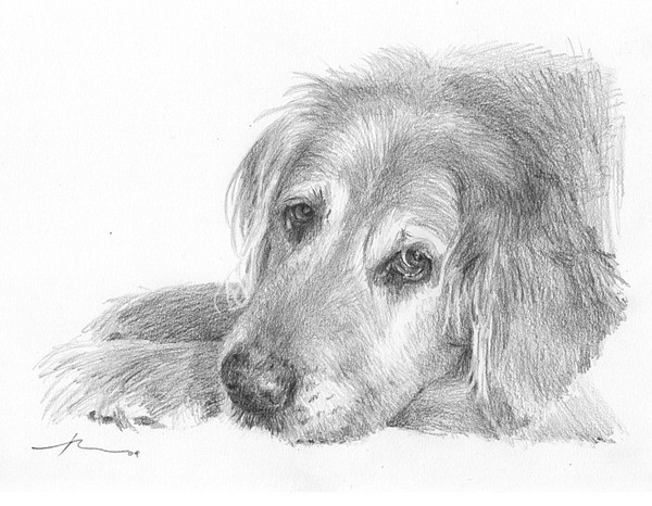 wp-lg irish setter drawing