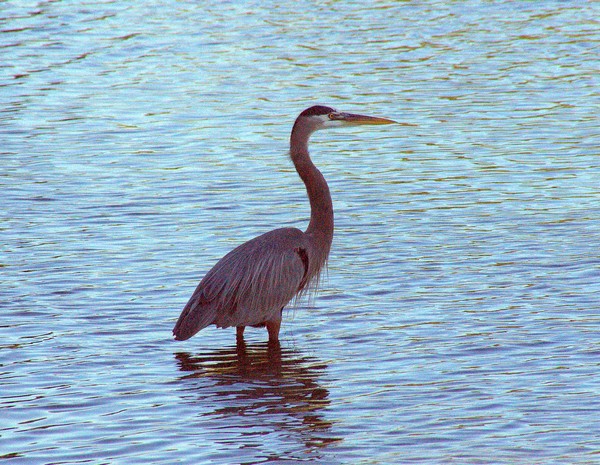 Great Blue Heron 12/31/2011