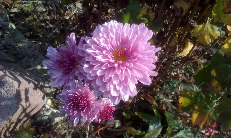 Pretty in pink