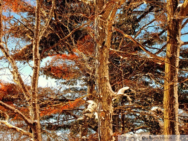 February Trees