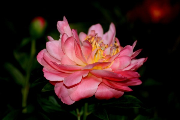 Pink Peony