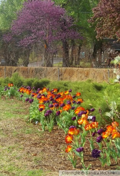 Alluring Spring