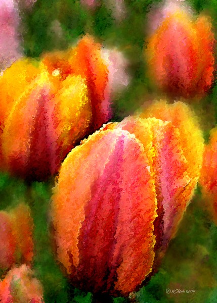 Tulips in the Garden