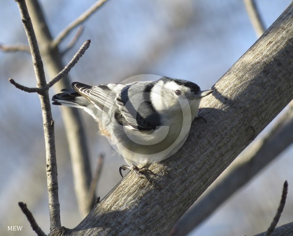 Nuthatch