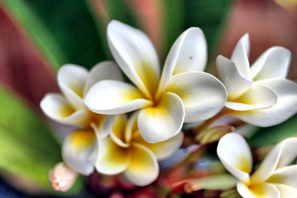 Frangipani Portrait