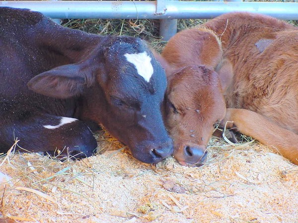 Sleeping Buddies
