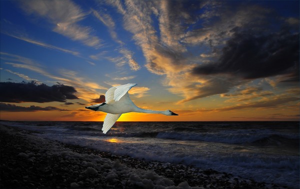 1018 Swan Sunset