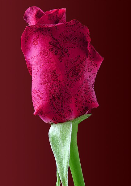 Paisley Rose