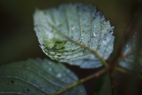 a coulourful bed for the droplets