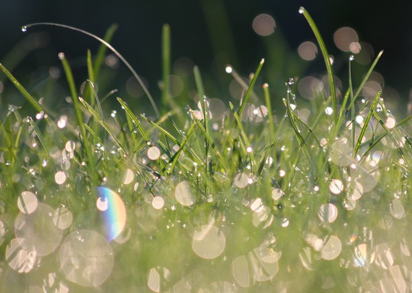 Morning Dew 