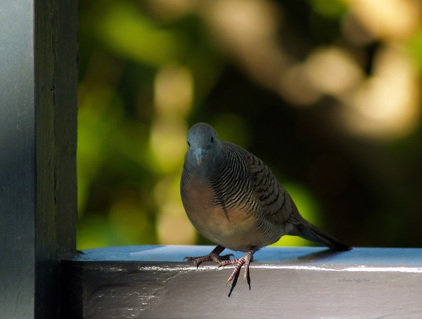 Hawaiian Mourning Dove