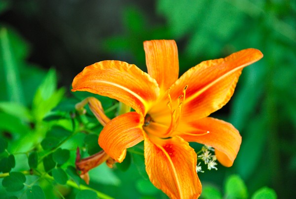 Lily in My Garden