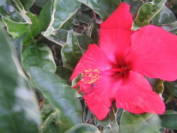 Hibiscus