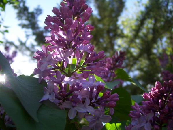 lilac