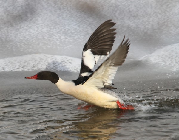 Common Merganser taking off.